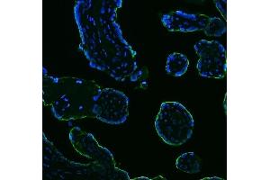 IF analysis of ALPP using anti-ALPP antibody (ABIN7602772).