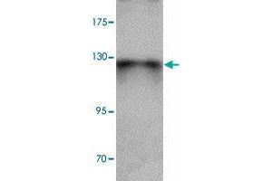 Western blot analysis of ZBTB4 in SK-N-SH cell lysate with ZBTB4 polyclonal antibody  at 1 ug/mL. (ZBTB4 anticorps  (C-Term))