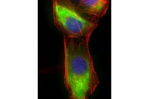 Immunofluorescent analysis of 4 % paraformaldehyde-fixed, 0.