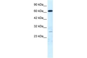 Western Blotting (WB) image for anti-Mediator Complex Subunit 17 (MED17) antibody (ABIN2460890) (MED17 anticorps)