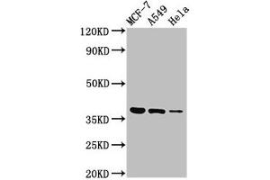 Western Blot Positive WB detected in: MCF-7 whole cell lysate, A549 whole cell lysate, Hela whole cell lysate All lanes: TMEM59 antibody at 3 μg/mL Secondary Goat polyclonal to rabbit IgG at 1/50000 dilution Predicted band size: 37 kDa Observed band size: 37 kDa (TMEM59 anticorps  (AA 59-201))