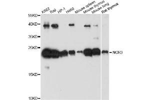 Western blot analysis of extracts of various cell lines, using NCR3 antibody.