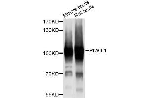 Western blot analysis of extracts of various cell lines, using PIWIL1 antibody (ABIN6293459) at 1:1000 dilution. (PIWIL1 anticorps)
