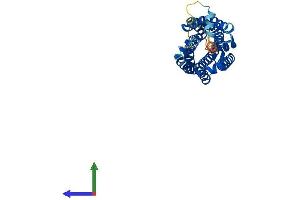 AlphaFold protein structure predicition of Human Recombinant C5AR1 Protein, UniprotID P21730