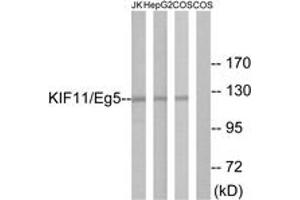 Western blot analysis of extracts from Jurkat/HepG2/COS cells, using KIF11/Eg5 (Ab-927) Antibody. (KIF11 anticorps  (AA 892-941))