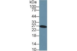 Western Blot; Sample: Human Liver lysate; Primary Ab: 2µg/ml Rabbit Anti-Human GSTa3 Antibody Second Ab: 0. (GSTA3 anticorps  (AA 1-222))