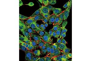 Confocal immunofluorescent analysis of PSMB1 Antibody (C-term) (ABIN652802 and ABIN2842525) with HepG2 cell followed by Alexa Fluor 488-conjugated goat anti-rabbit lgG (green).