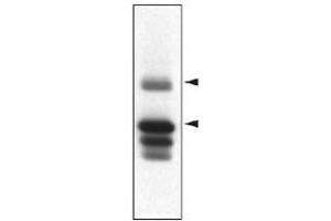 Western blot analysis of Ptpn5 in striatal rat protein homogenates using Ptpn5 monoclonal antibody, clone 23E5  . (PTPN5 anticorps  (AA 57-74))