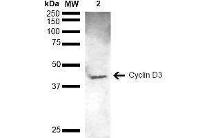 Western blot analysis of Mouse brain lysate showing detection of ~32.