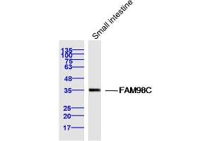 Mouse small intestine lysates probed with FAM98C Polyclonal Antibody, Unconjugated  at 1:300 dilution and 4˚C overnight incubation. (FAM98C anticorps  (AA 161-260))
