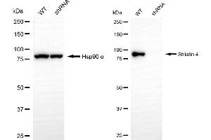 Western blotting analysis using striatin 4 antibody (ABIN7800444).
