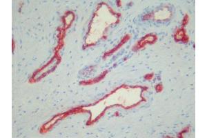 anti-Platelets antibody