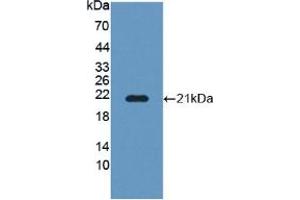 Figure. (POFUT1 anticorps  (AA 238-388))