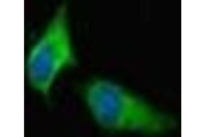 Immunofluorescent analysis of Hela cells using ABIN7166432 at dilution of 1:100 and Alexa Fluor 488-congugated AffiniPure Goat Anti-Rabbit IgG(H+L)