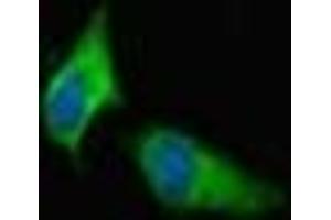 Immunofluorescent analysis of Hela cells using ABIN7166432 at dilution of 1:100 and Alexa Fluor 488-congugated AffiniPure Goat Anti-Rabbit IgG(H+L) (METTL21C anticorps  (AA 6-145))