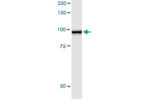 Immunoprecipitation of STAT5A transfected lysate using anti-STAT5A MaxPab rabbit polyclonal antibody and Protein A Magnetic Bead , and immunoblotted with STAT5A purified MaxPab mouse polyclonal antibody (B01P) .