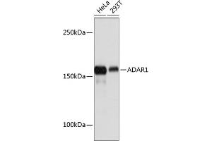 Western blot analysis of extracts of various cell lines, using  Rabbit mAb (ABIN7265458) at 1:1000 dilution. (ADAR anticorps)