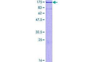Image no. 1 for Amphiphysin (AMPH) (AA 1-695) protein (GST tag) (ABIN1345008)