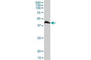 CCNDBP1 MaxPab polyclonal antibody.