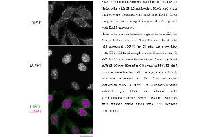 Immunofluorescence (IF) image for anti-Nucleoporin 98kDa (NUP98) (AA 1-466) antibody (ABIN2452066) (NUP98 anticorps  (AA 1-466))