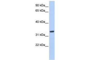 Image no. 1 for anti-Membrane-Spanning 4-Domains, Subfamily A, Member 4 (MS4A4A) (N-Term) antibody (ABIN6744279) (MS4A4A anticorps  (N-Term))