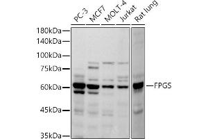 Western blot analysis of extracts of various cell lines, using FPGS antibody (ABIN7267230) at 1:500 dilution. (FPGS anticorps)