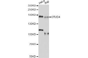 Western blot analysis of extracts of various cell lines, using OTUD4 antibody (ABIN6293788) at 1:1000 dilution. (OTUD4 anticorps)