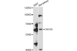 Western blot analysis of extracts of various cell lines, using CREB5 antibody (ABIN6290134) at 1:3000 dilution. (CREB5 anticorps)