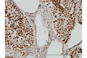 Immunoperoxidase of monoclonal antibody to PSIP1 on formalin-fixed paraffin-embedded human testis. (PSIP1 anticorps  (AA 1-50))