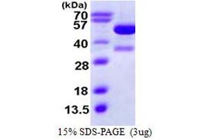 SDS-PAGE (SDS) image for K(lysine) Acetyltransferase 2A (KAT2A) (AA 411-837) protein (His tag) (ABIN667533)