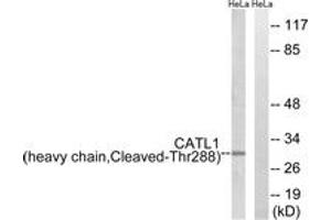 Western blot analysis of extracts from HeLa cells, treated with etoposide 25uM 1h, using CATL1 (heavy chain,Cleaved-Thr288) Antibody. (CPT1C anticorps  (Cleaved-Thr288))