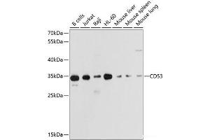 Western blot analysis of extracts of various cell lines using CD53 Polyclonal Antibody at dilution of 1:1000. (CD53 anticorps)