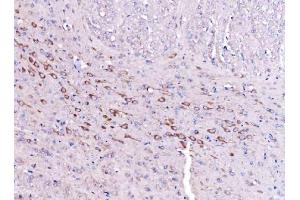 IHC analysis of SCRN1 using anti-SCRN1 antibody (ABIN7602923). (Secernin 1 anticorps  (C-Term))