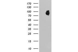 Western Blotting (WB) image for anti-Leucine Rich Repeat Containing 50 (LRRC50) antibody (ABIN1499206) (LRRC50 anticorps)