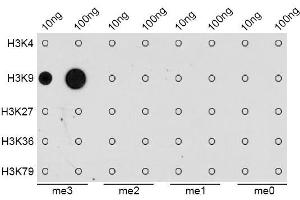 Dot-blot analysis of all sorts of methylation peptides using TriMethyl-Histone H3-K9 antibody. (Histone 3 anticorps  (H3K9me3))