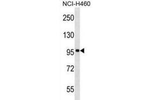 Western Blotting (WB) image for anti-F-Box and Leucine-Rich Repeat Protein 13 (FBXL13) antibody (ABIN2999226) (FBXL13 anticorps)