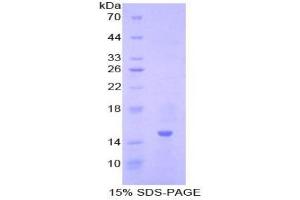 SDS-PAGE analysis of Pig Inhibin beta A Protein. (INHBA Protéine)