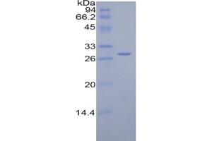 SDS-PAGE of Protein Standard from the Kit (Highly purified E.