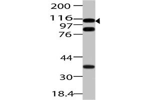 Image no. 1 for anti-Importin 7 (IPO7) (AA 1-322) antibody (ABIN5027310) (IPO7 anticorps  (AA 1-322))