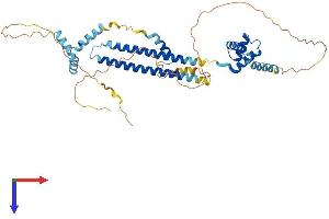 AlphaFold protein structure predicition of Mouse Recombinant Pbx2 Protein, UniprotID O35984