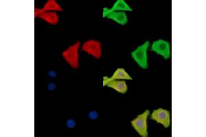 ABIN6262948 and ABIN6278588 staining Hela cells by IF/ICC. (GAL4 anticorps  (N-Term))