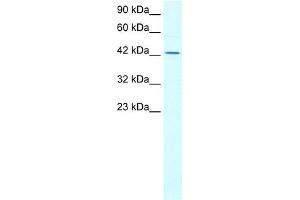 WB Suggested Anti-ALF Antibody Titration:  0. (ALF (N-Term) anticorps)