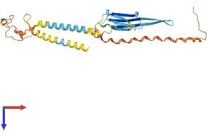 AlphaFold protein structure predicition of Human Recombinant ODF1 Protein, UniprotID Q14990