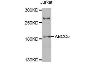 Western blot analysis of extracts of Jurkat cell line, using ABCC5 antibody. (ABCC5 anticorps  (AA 1-179))