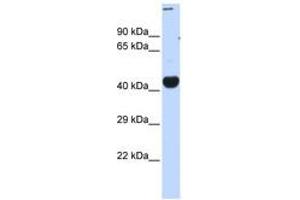 Image no. 1 for anti-CREB/ATF BZIP Transcription Factor (CREBZF) (C-Term) antibody (ABIN6740456) (CREBZF anticorps  (C-Term))