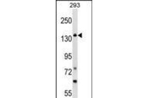 Western blot analysis in 293 cell line lysates (35ug/lane).