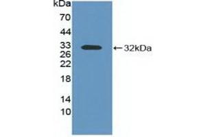 Western blot analysis of recombinant Mouse ITGaV. (CD51 anticorps  (AA 71-322))