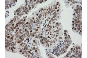 Image no. 5 for anti-Zinc Finger and SCAN Domain Containing 18 (ZSCAN18) antibody (ABIN1501858) (ZSCAN18 anticorps)