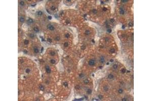 Used in DAB staining on fromalin fixed paraffin- embedded Kidney tissue (PSMD6 anticorps  (AA 1-389))