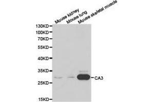 Western Blotting (WB) image for anti-Carbonic Anhydrase III (CA3) antibody (ABIN1871389) (CA3 anticorps)